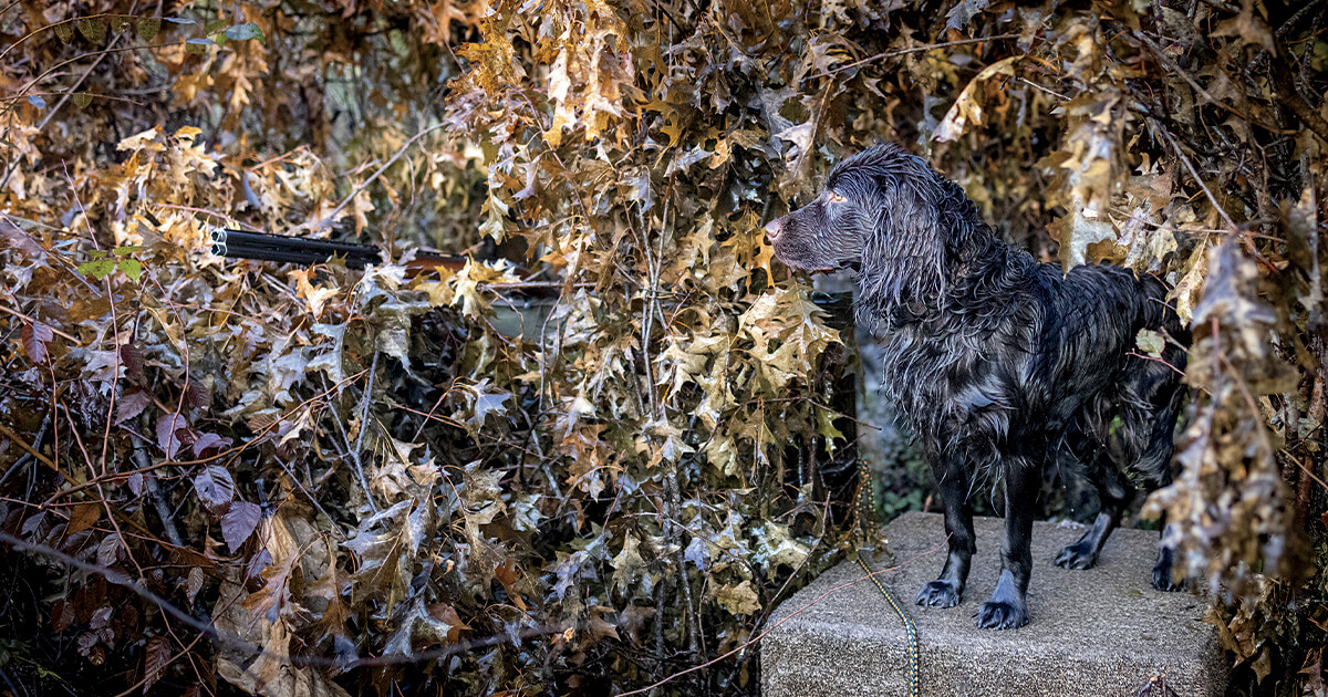 Blind Faith | Ducks Unlimited